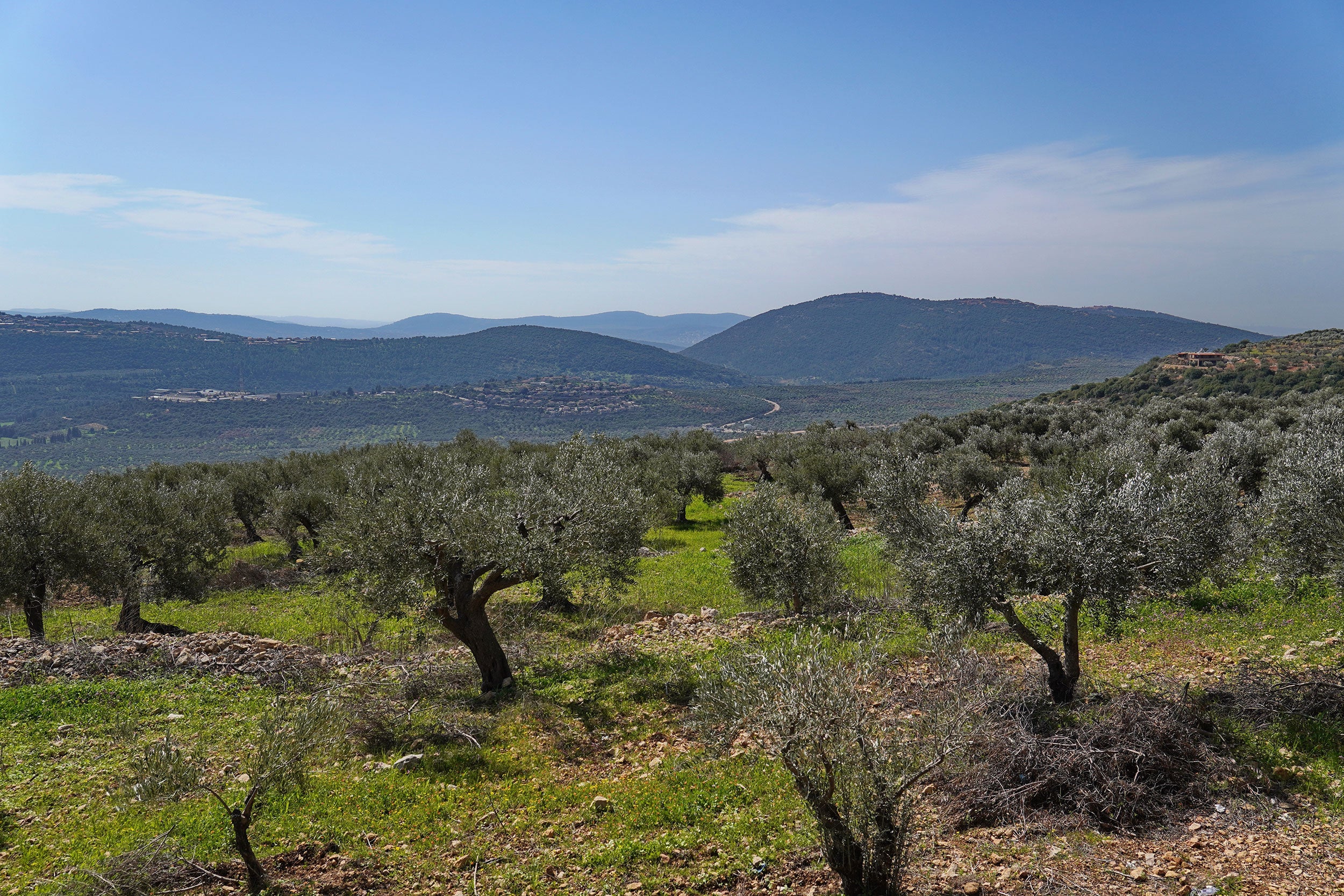 Olive trees grow along the hills and mountains of Galilee