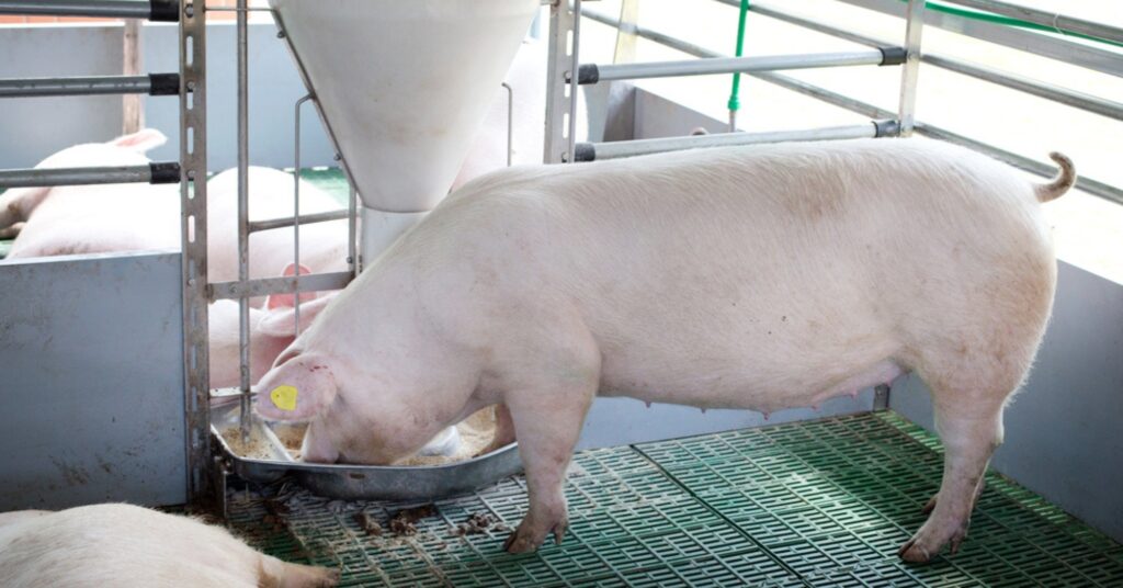 Experimental painkiller patch for pigs shows proof of concept