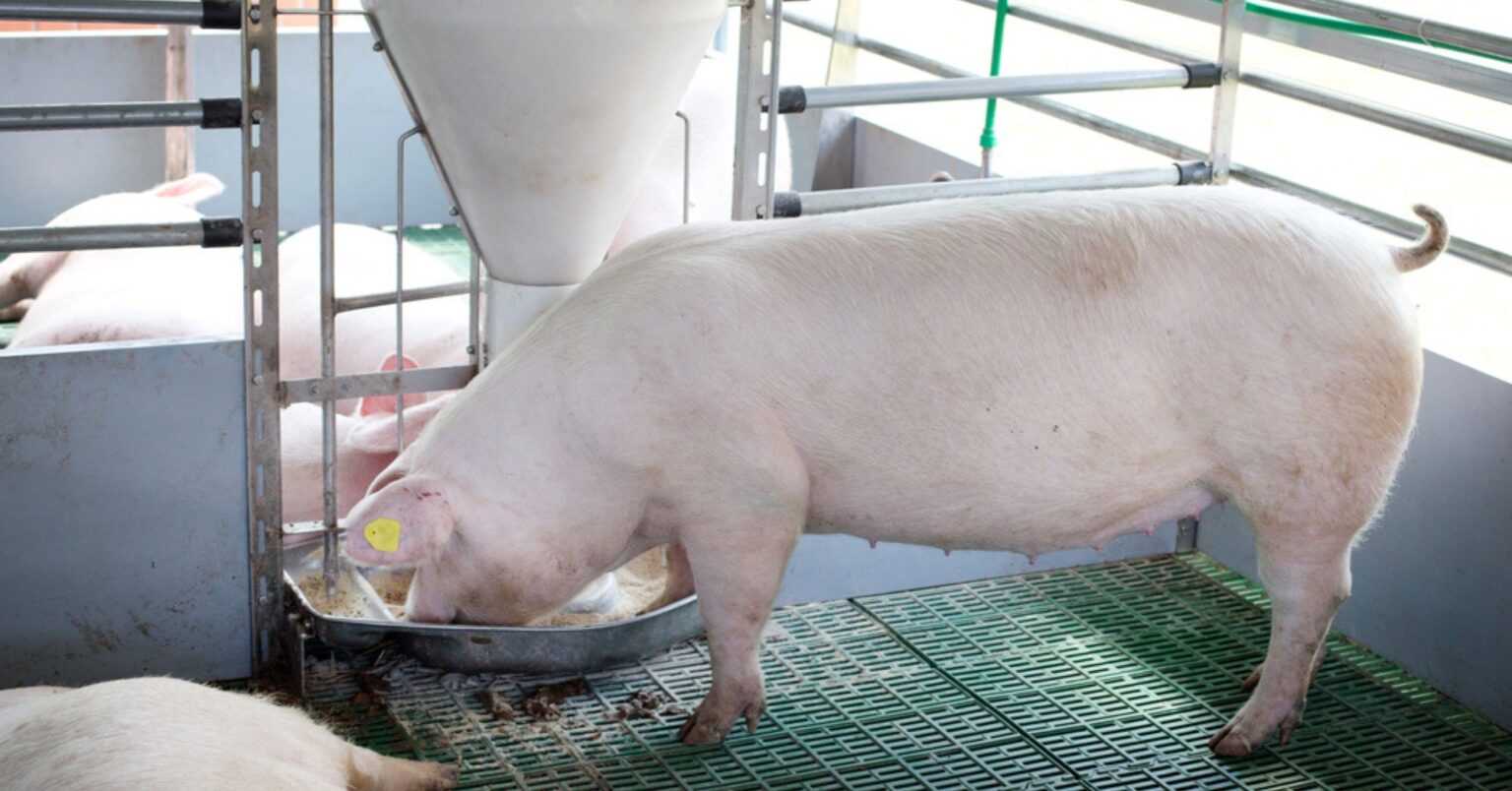 Experimental painkiller patch for pigs shows proof of concept Experimental painkiller patch for pigs shows proof of concept