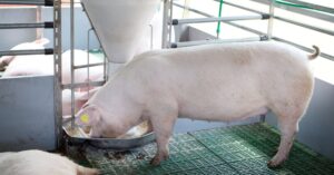 Experimental painkiller patch for pigs shows proof of concept Experimental painkiller patch for pigs shows proof of concept