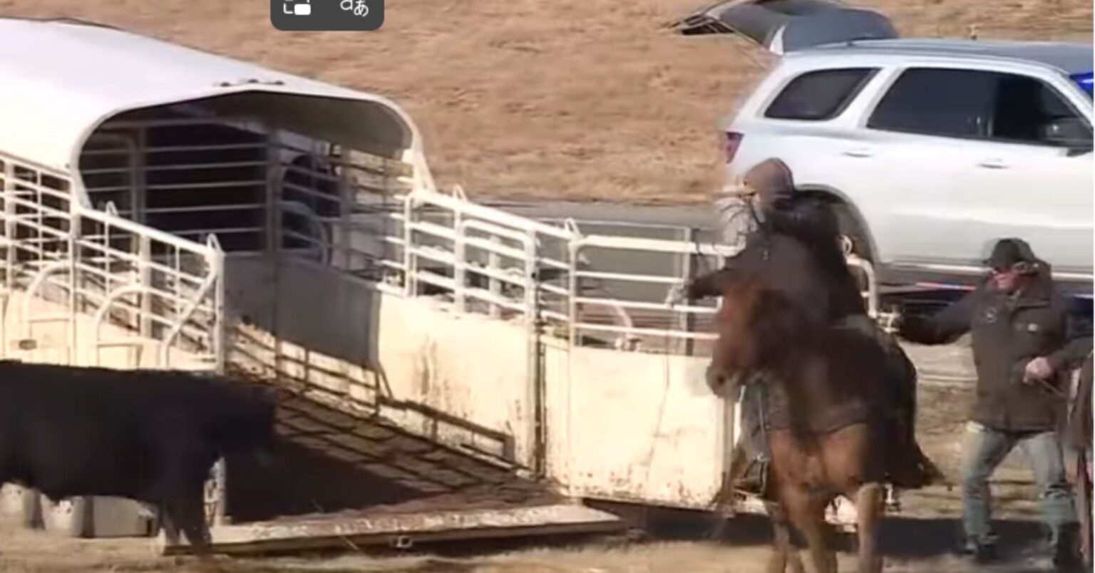 Cattle On the Run After Crash Shut Down I-70 in Missouri