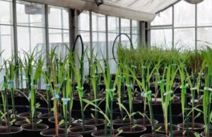 Study: While melatonin puts us to sleep, it wakes up plants