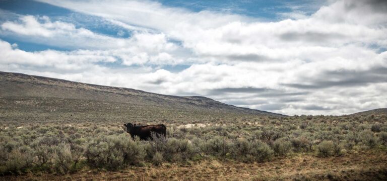 No, Veganism isn’t the Only Way to Eat Sustainably