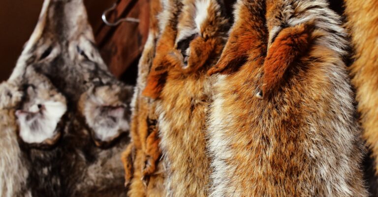 From Eradication to Reintroduction, the Cost of Changing Wolf Policy