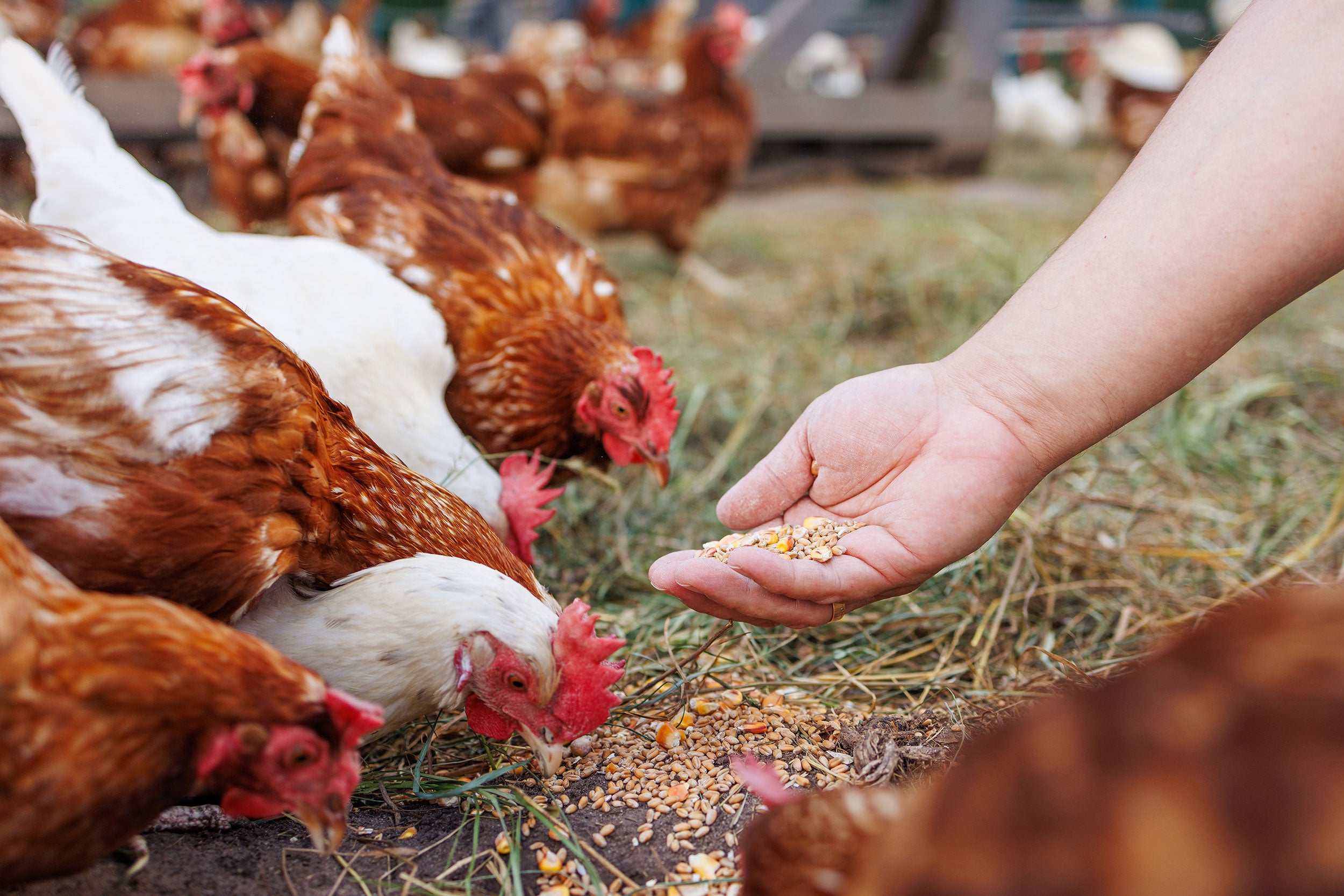 Chickens being hand fed grains outdoors