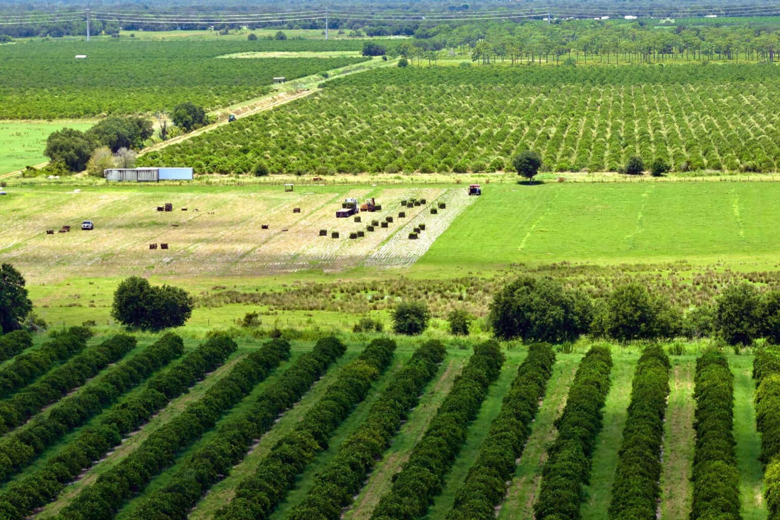 EPA Approves Biotalys’ EVOCA, the First Protein-Based Biofungicide