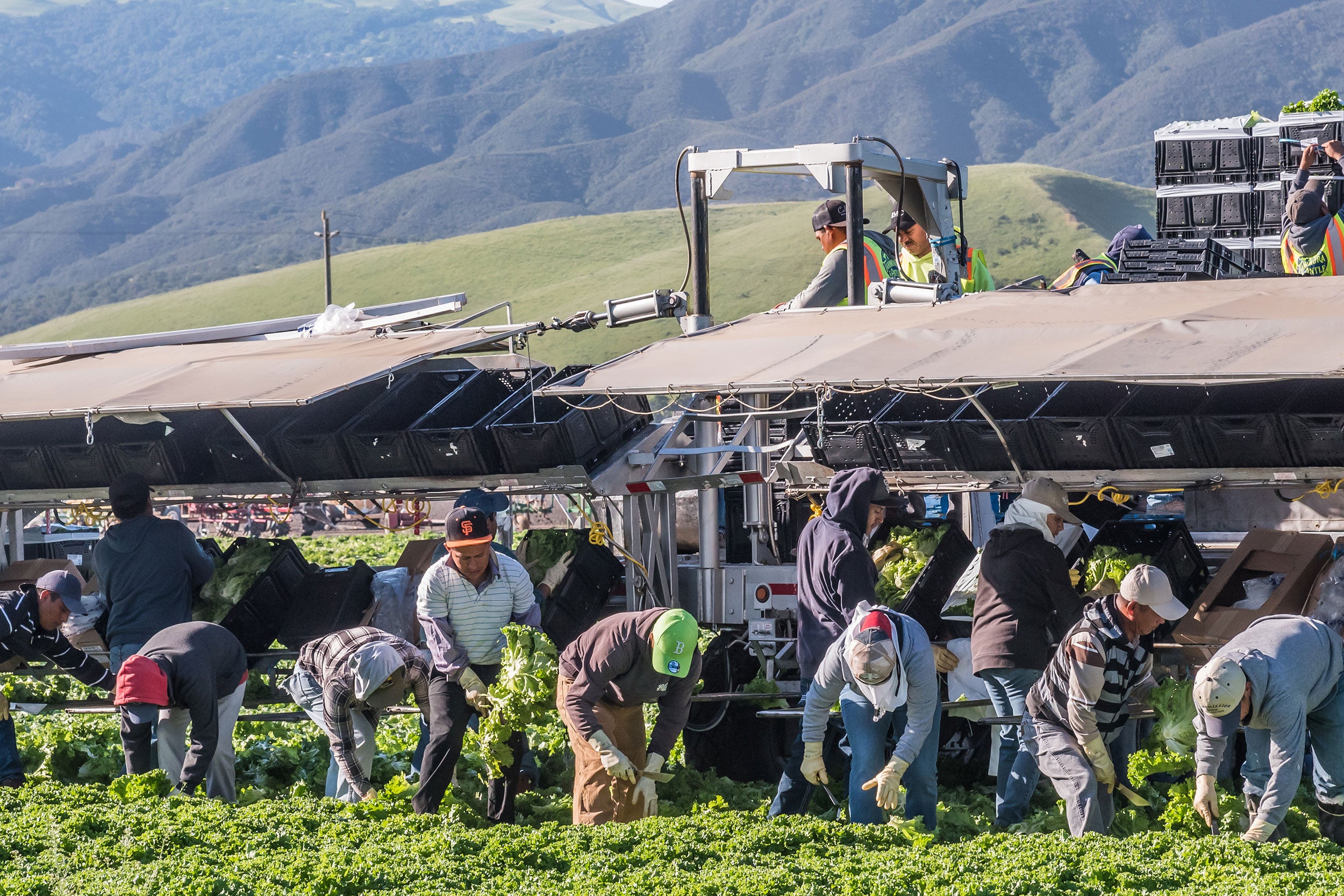 lettuce-harvest-salinas-immigrants-labor