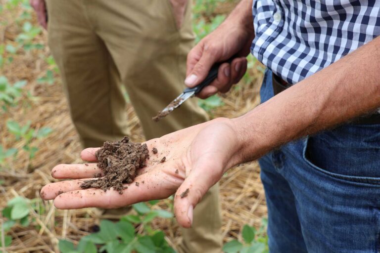 What Regenerative Agriculture Really Means