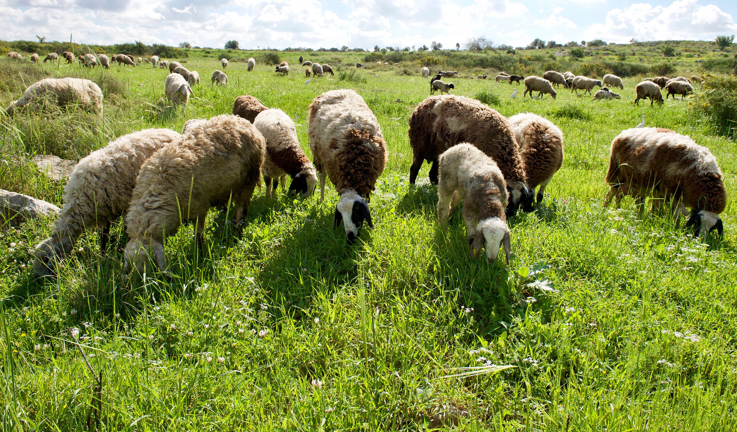 Sheep graze in Galilee