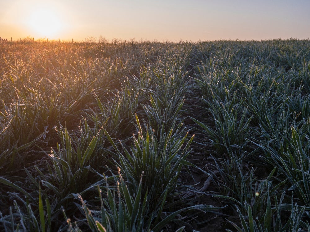 Demo Farm Networks Spur Cover Crop Adoption