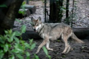 House Passes Bill to Delist Wolf, Return Management to States