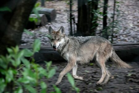 House Passes Bill to Delist Wolf, Return Management to States