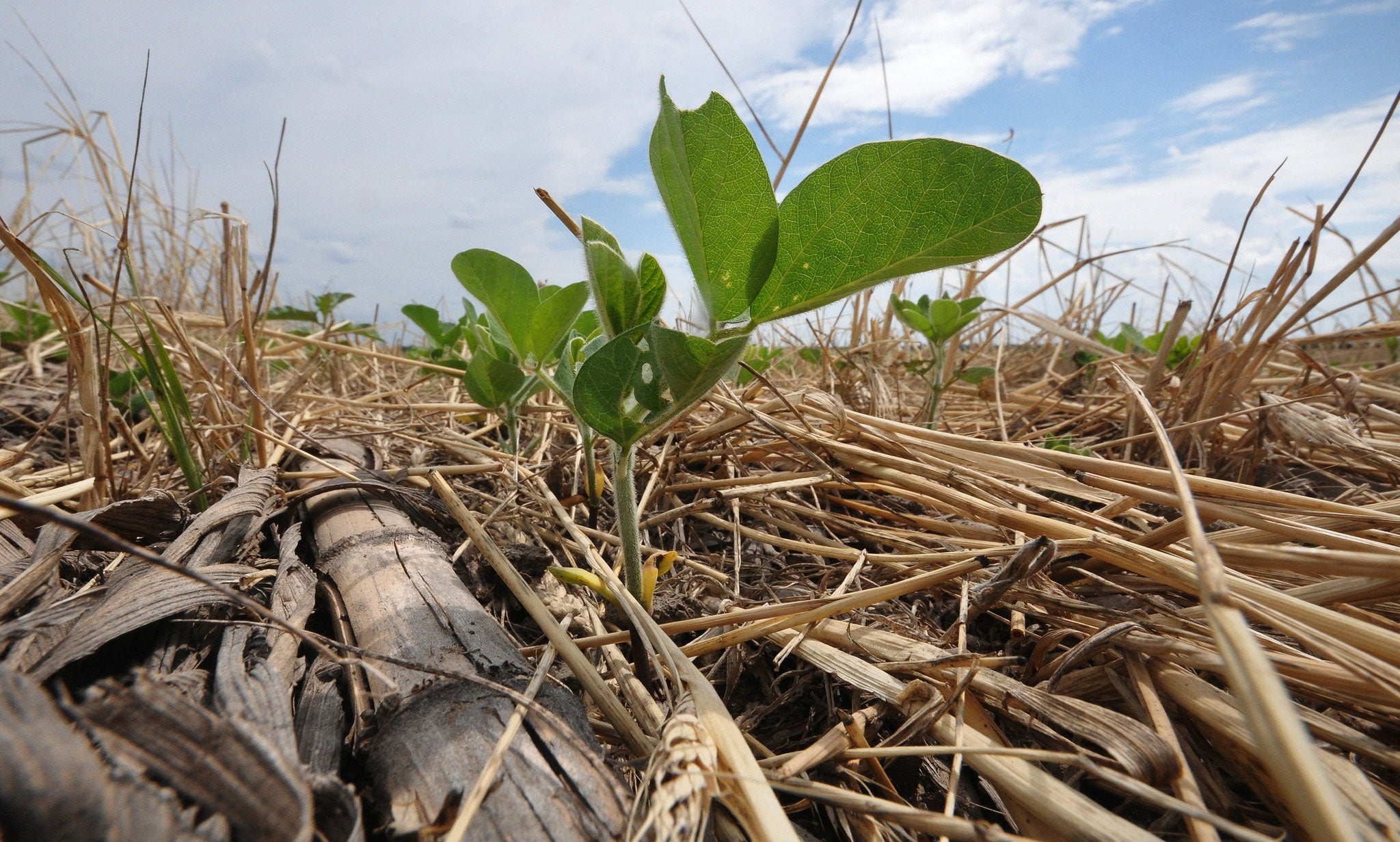 soybean-cover-crops-residue