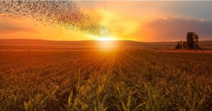 Kansas Currently Being Hardest Hit by Avian Influenza