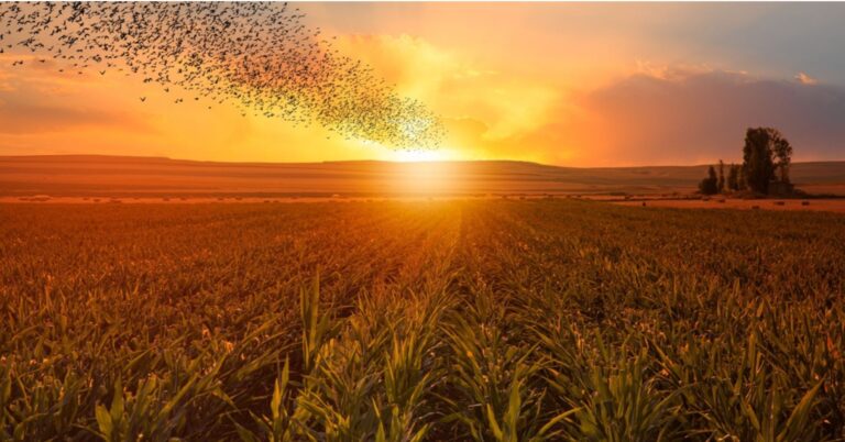 Kansas Currently Being Hardest Hit by Avian Influenza