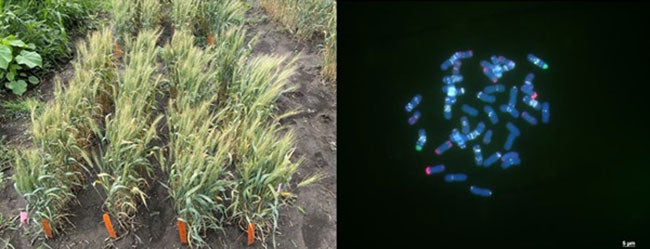 NewSpringWheatGermplasm