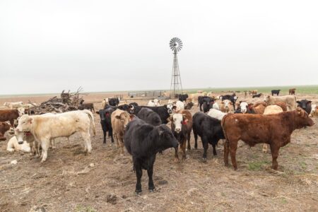 Texas Confirms Anthrax Case in Panhandle Steer