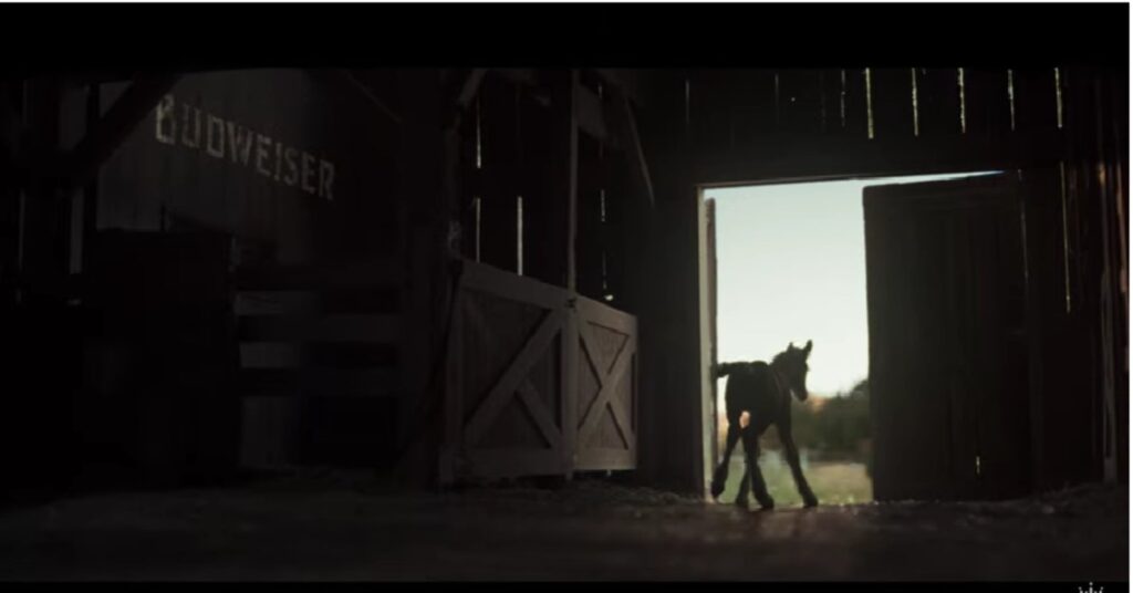 Clydesdale Foal Debuts in Budweiser’s Super Bowl LX Teasers