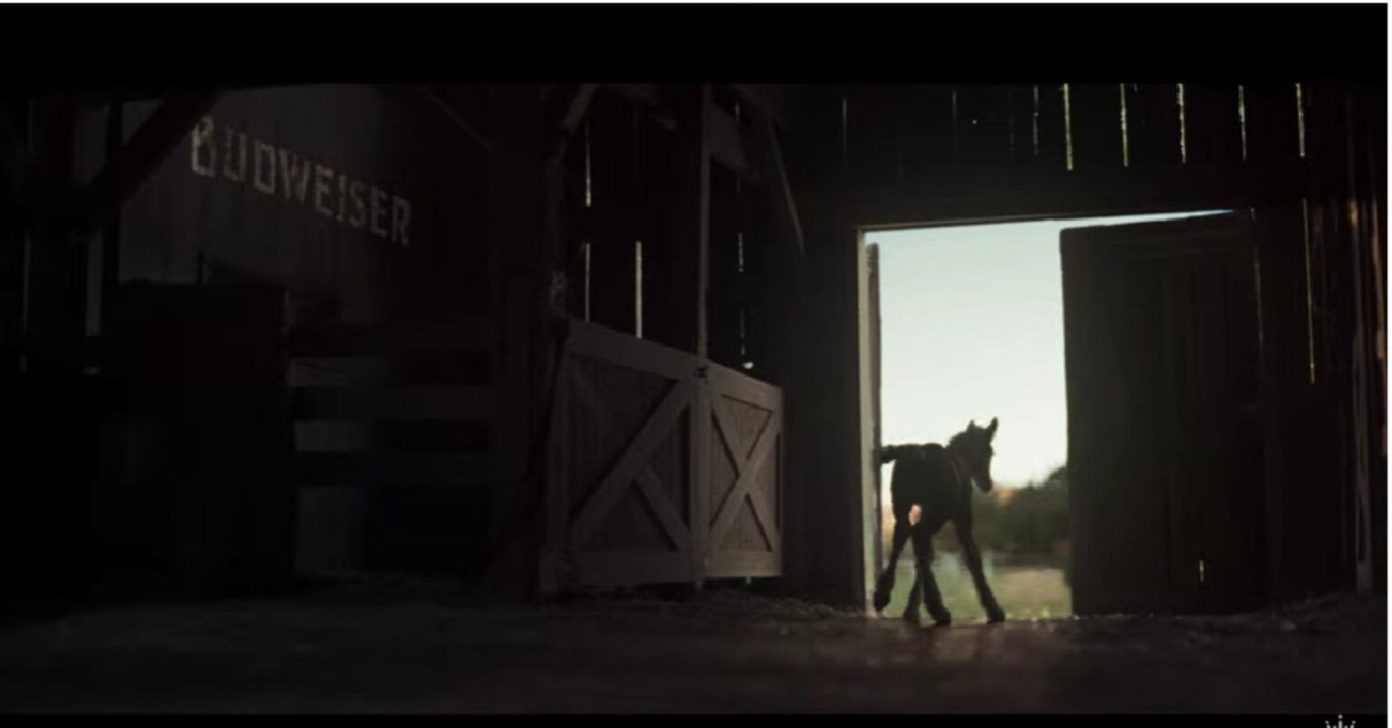 Clydesdale Foal Debuts in Budweiser’s Super Bowl LX Teasers