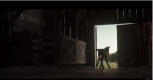 Clydesdale Foal Debuts in Budweiser’s Super Bowl LX Teasers Clydesdale Foal Debuts in Budweiser’s Super Bowl LX Teasers