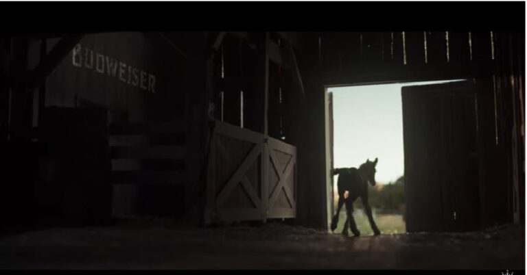 Clydesdale Foal Debuts in Budweiser’s Super Bowl LX Teasers