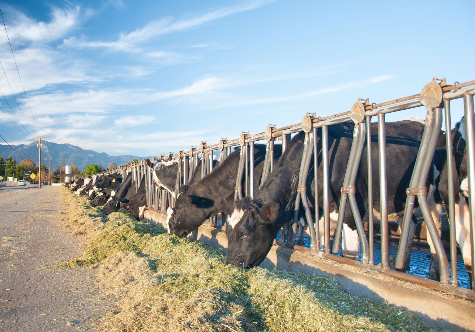 Lallemand Animal Nutrition awards K in scholarships