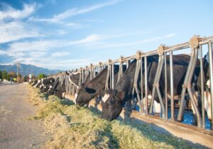 Lallemand Animal Nutrition awards K in scholarships