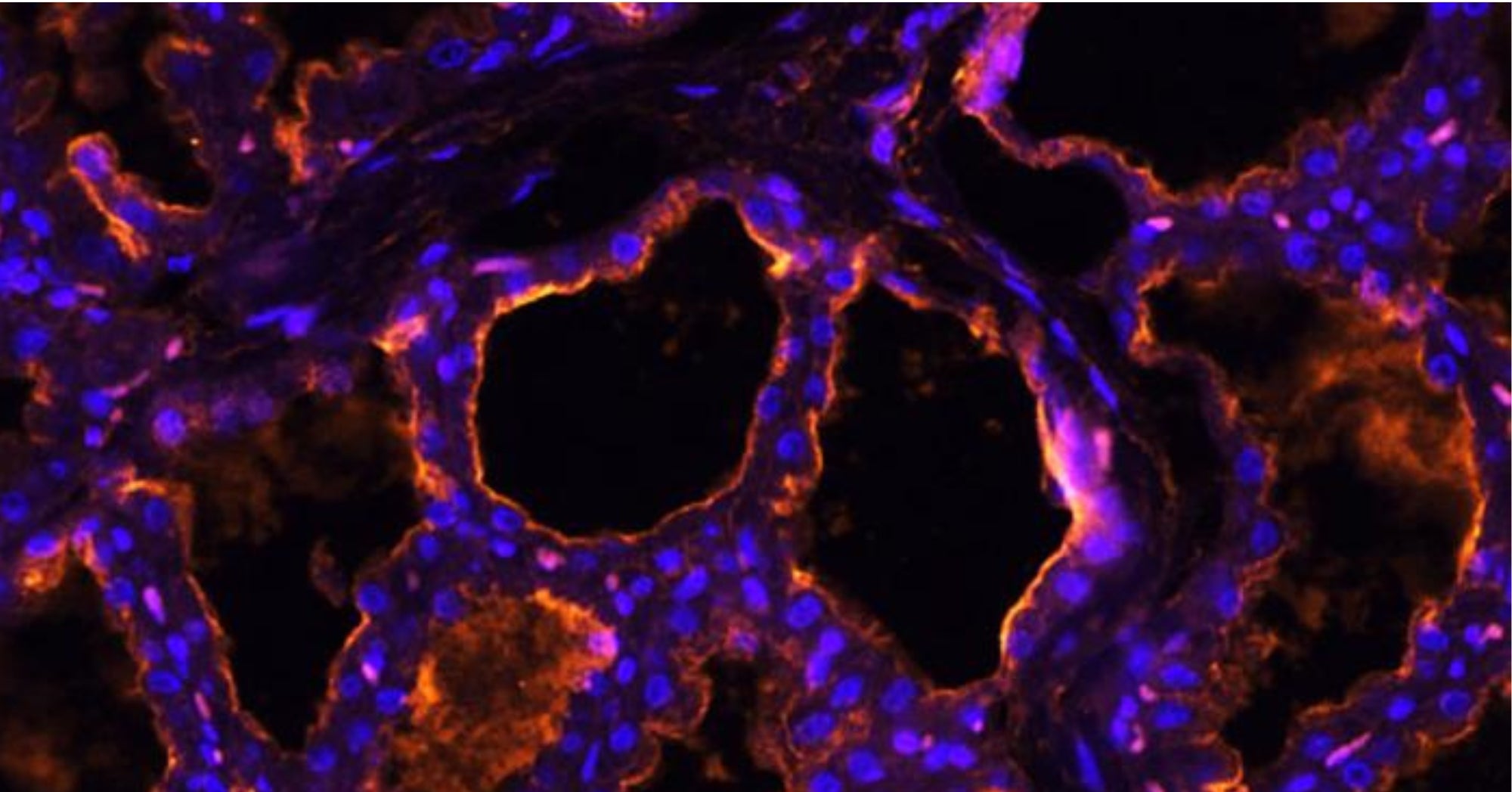 Microscope images of flu receptor in swine mamary gland