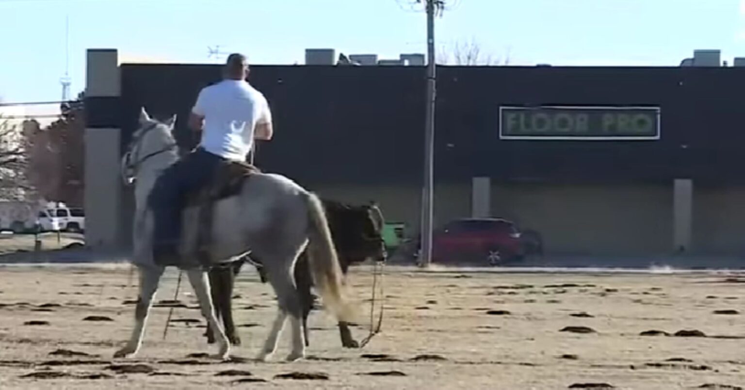 ‘Boys from Oklahoma throw their ropes all wrong’: The OKC calf chase