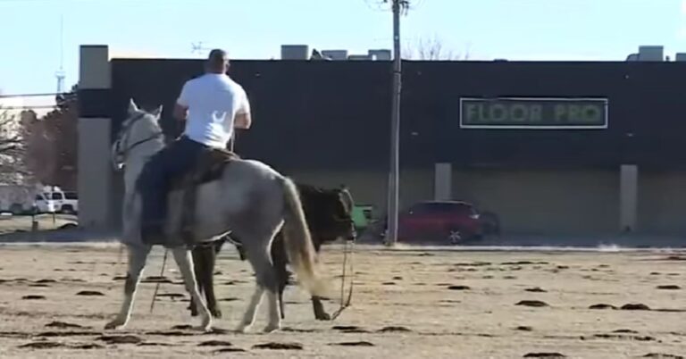 ‘Boys from Oklahoma throw their ropes all wrong’: The OKC calf chase
