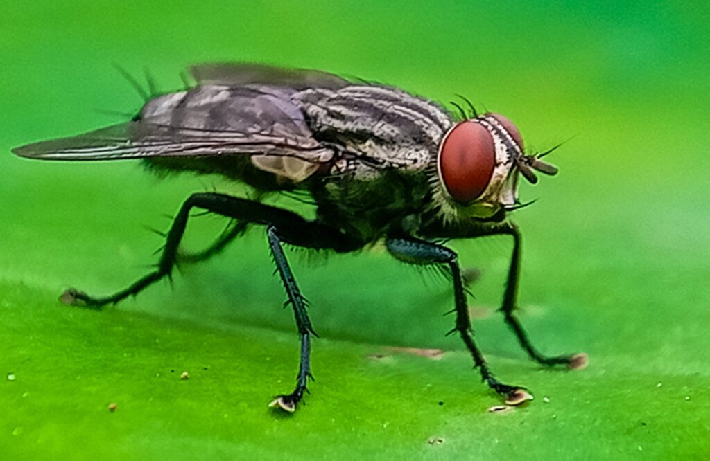 8 New Cases of New World Screwworm Found Near Texas Border