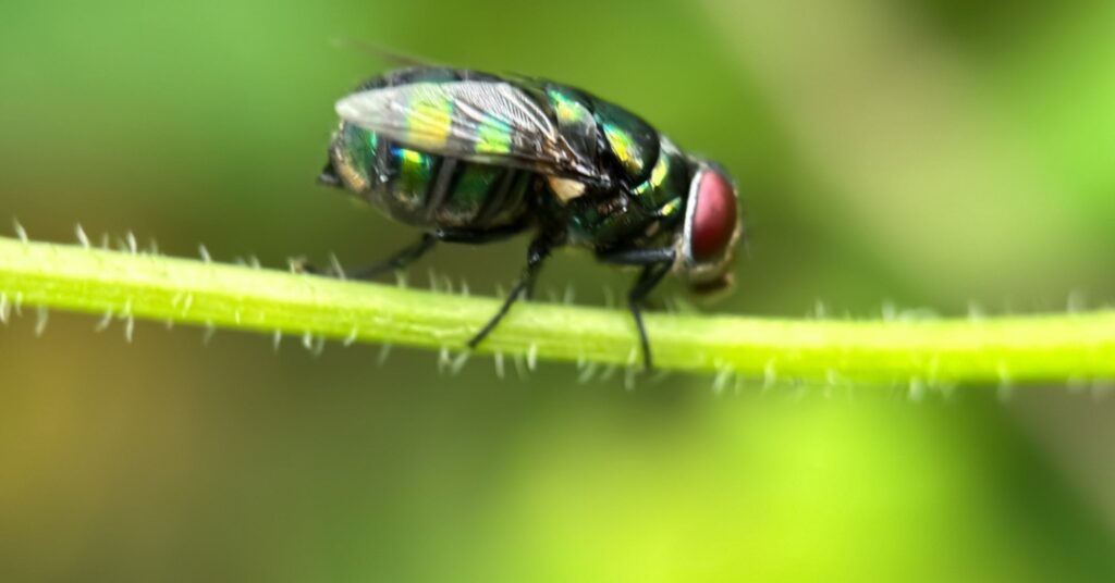 New World screwworm found in calf 200 miles from border