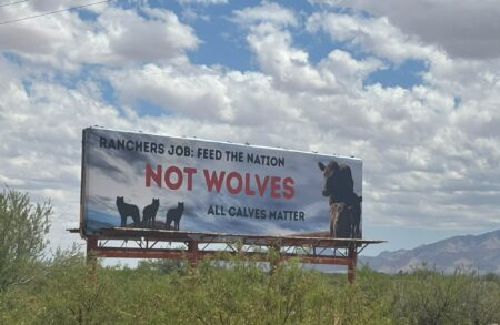 As Wolves Spread, Frustration Grows Over States’ Patchwork Rules