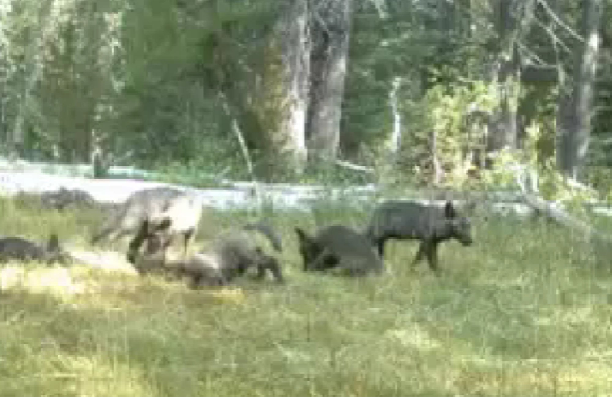 California Wolf Pack