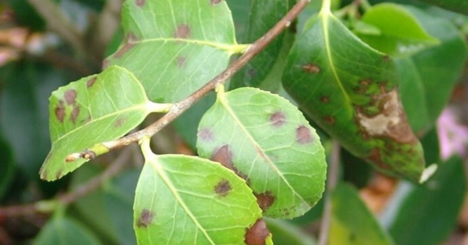 Scientists Develop New Pipeline to Analyze Plant Pathogens