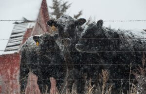 Punishing Snow/ice Storm Steers Toward Belly of Rural America