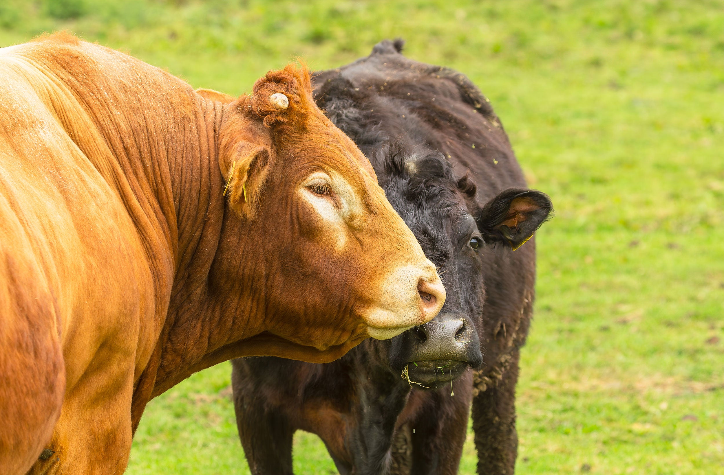 disbudded-dehorned-cattle