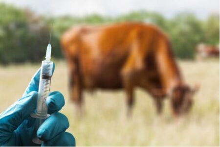 Antibiotic Sales to Livestock Industry Rose in 2024, but Context Matters