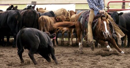 USDA Delays Horse Protection Amendments Almost a Year USDA Delays Horse Protection Amendments Almost a Year