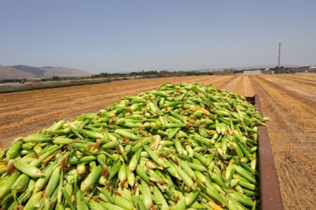 Record Corn Crop Expected; USDA Forecasts Price Pressures
