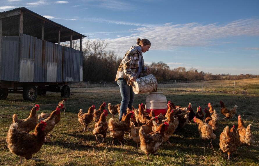 De_Boef-Farm_Young_Farmers-Chickens