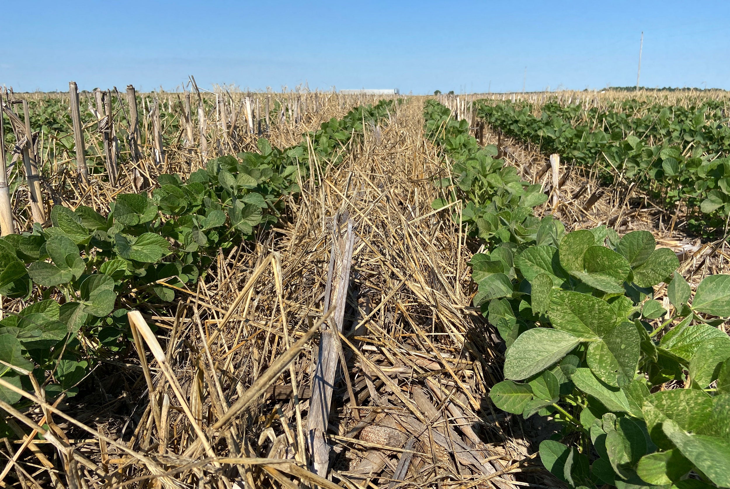 Soybeans_in_cereal_rye_illinois