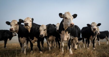 Is beef x dairy needed in market data? Is beef x dairy needed in market data?