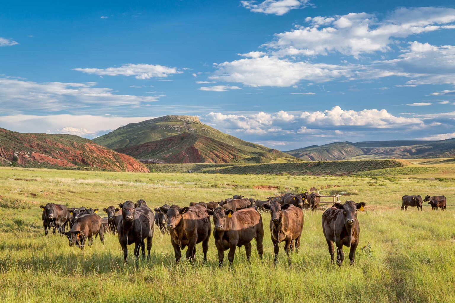 PLC, BLM Strengthen Grazing Monitoring on Public Lands