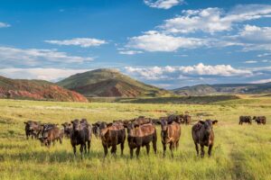 PLC, BLM Strengthen Grazing Monitoring on Public Lands