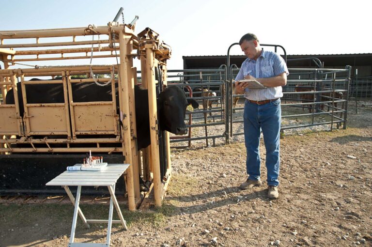 Oregon PEACE Act Would Criminalize Routine Livestock Practices Oregon PEACE Act Would Criminalize Routine Livestock Practices