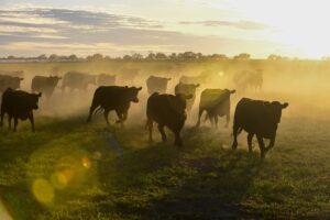 Trump Expands Argentine Beef Imports Amid U.S. Cattle Shortage