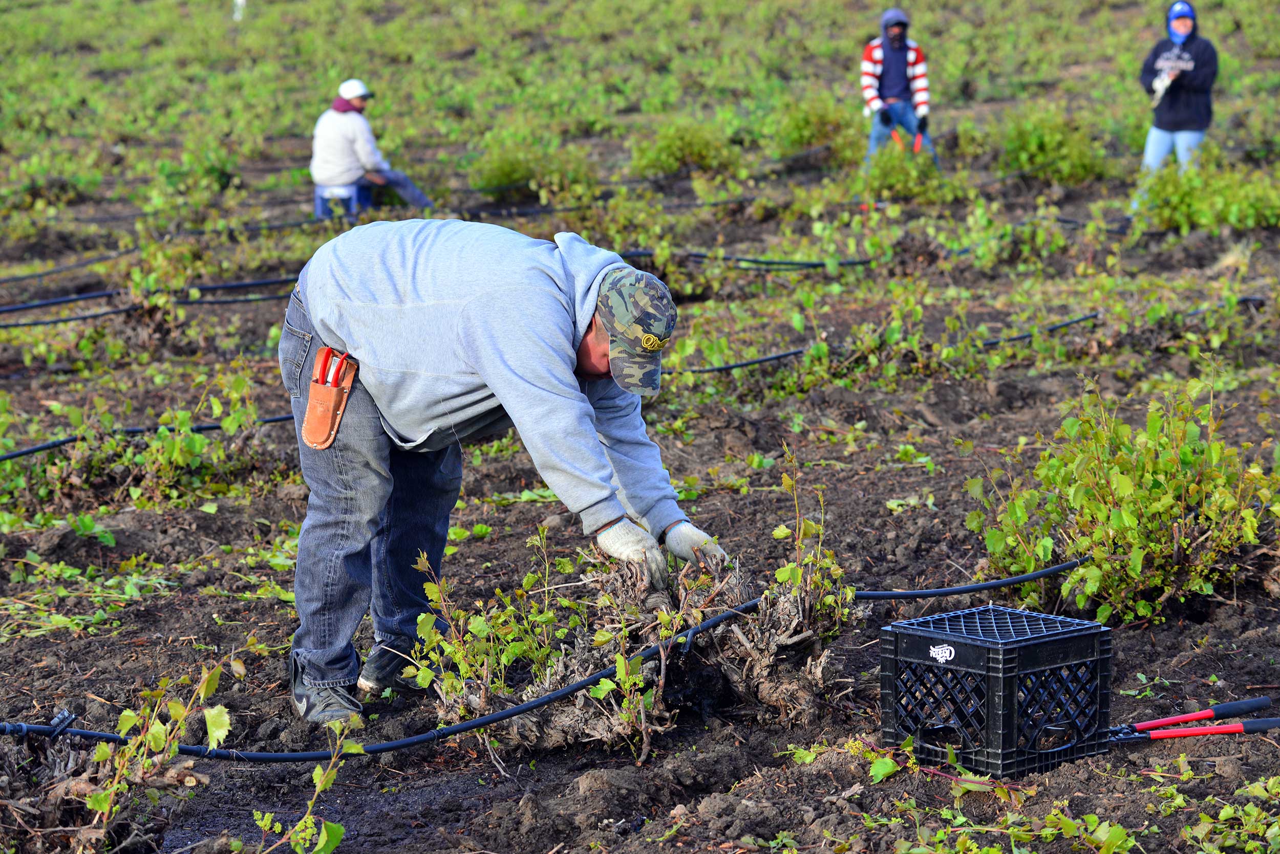mexican-man-weeds-vineyard