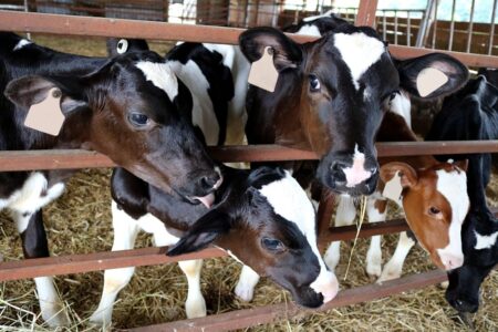 How a Fridge Could Transform Dairy Breeding Worldwide