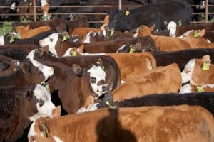 U.S. Cattle Inventory Dips Again as Herd Rebuild Remains Slow